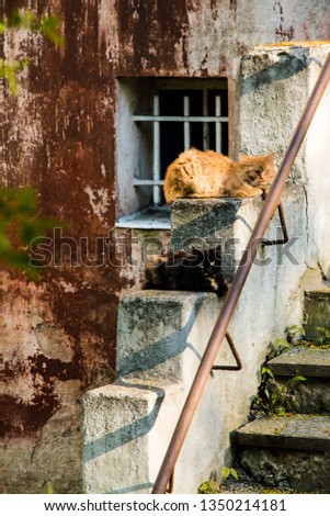 Two homeless cats on the concrete stairway