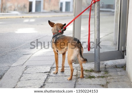 Tethered dog is waiting for its owner at the entrance to the store. No pets allowed