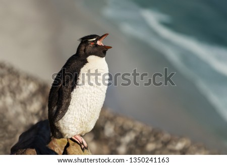 Close up of a Rockhopper penguin calling, Falkland islands.
