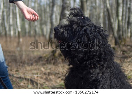 girl feeds with hands bone dog