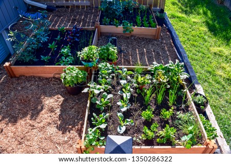 Nothing is fresher than food from your own garden. Planted in spring, this urban raised garden bed is loaded with a variety of herbs and vegetables ready to be harvested in summer. Royalty-Free Stock Photo #1350286322