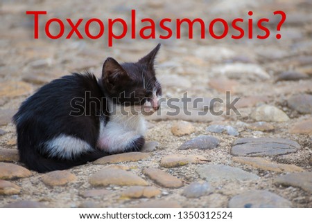 Danger to humans from cats, toxoplasmosis, fleas, bites.