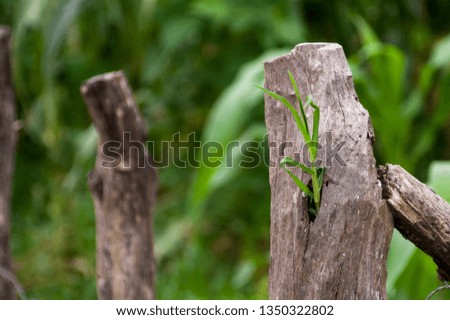 A blade of grass grows out of a wooden beam. A stalk of grass