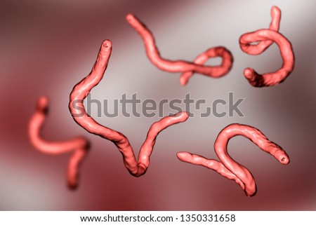 Parasitic hookworm Ancylosoma, 3D illustration. Ancylostoma duodenale can infect humans, dogs and cats, its head has several tooth-like structures