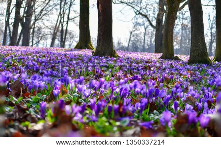 Spring forest with carpet of violet flowers -Crocus heuffelianus - in Carpathian mountains