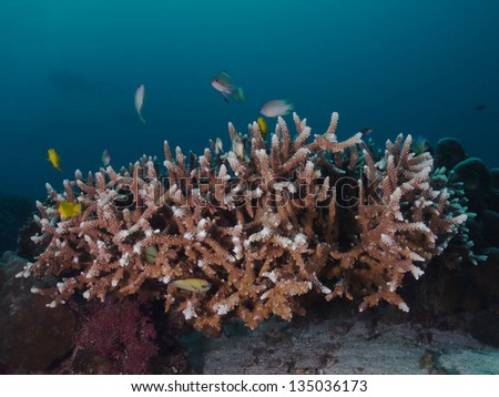 Staghorn coral (Acropora formosa)