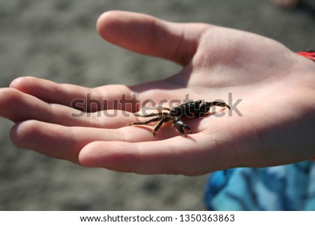 small crab on the palm. was released into the sea after a photo shoot. summer vacation on the black sea