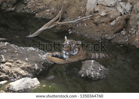 Royal Bengal Tiger Bathing Beauty