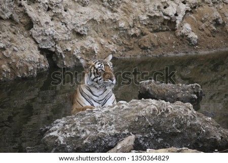 Royal Bengal Tiger Bathing Beauty