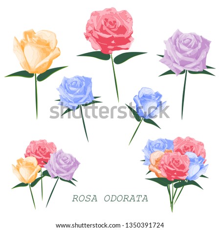 Rosa odorata. Vector flowers illustration on isolated background.