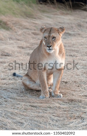 Lion in National park of Kenya, Africa
