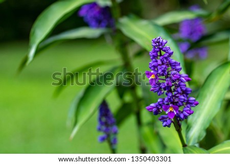 Beautiful purple flower and blurred nature background. 
