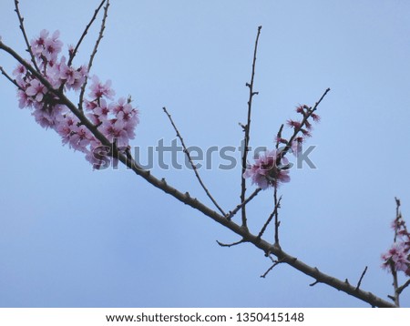 Pink blossom flowers with blue sky background