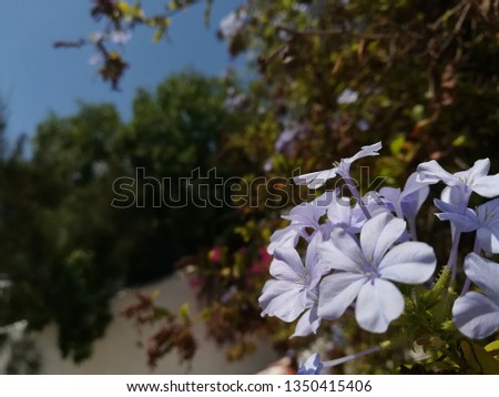 Focus is on the blue flower, in the background are bushes