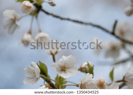 Cherry Blossom trees blooming in Amsterdam forest