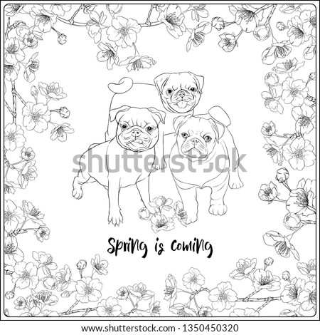 Pug dogs with blooming sakura spring flowers. Vector illustration. Outline hand drawing. Coloring page for the adult coloring book. 