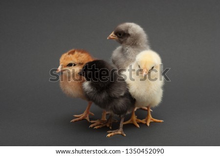 Four multi-colored chicks nestled to each other. Isolated on black background.