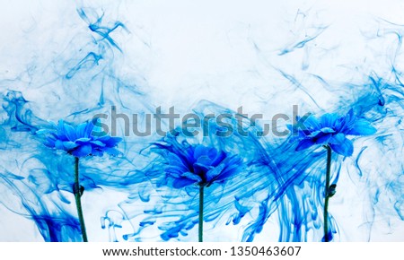 Blue chrysanthemum inside in water on a white background. Flowers aster under the water with blue paints and smoke.