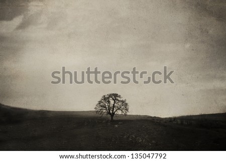 vintage old picture with alone tree