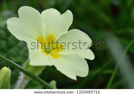 Macro shot of a common primrose (primula vulgaris) in bloom