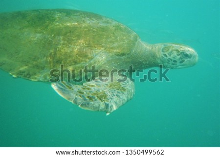 Turtle. Aquatic tortoise. Bubbles in water.