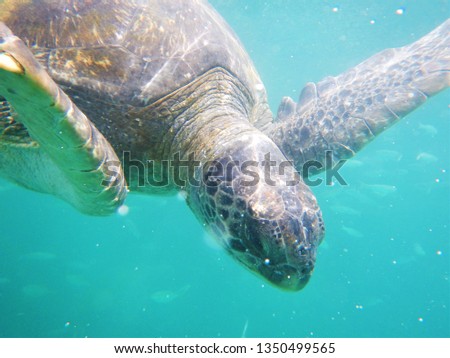 Turtle. Aquatic tortoise. Bubbles in water.
