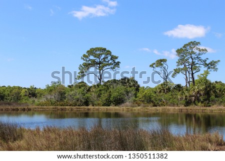 A picture of the water and some trees at Werner Boyce Salt Springs State Park.