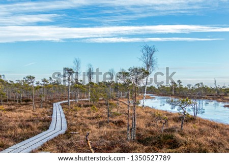 View from walking wooden trail in the swamp in Kemeri Great swamp moorland at sunny winter day with blue sky, Latvia, Baltics, Northern Europe