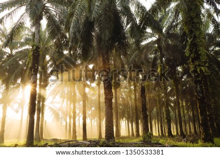 Beautiful palm oil plantation landscape with nice ray of light throughout the trees in the morning sun shine.