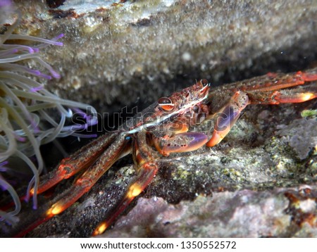 a sally lightfoot or nimble spray crab or urchin crab percnon gibbesi lives in perennial contact with the rocky bottom that offers shelter Royalty-Free Stock Photo #1350552572