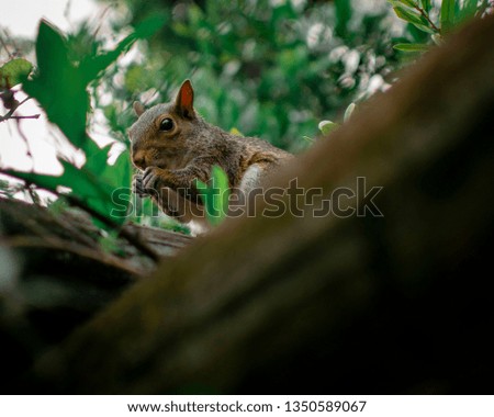 Squirrel on wood eating