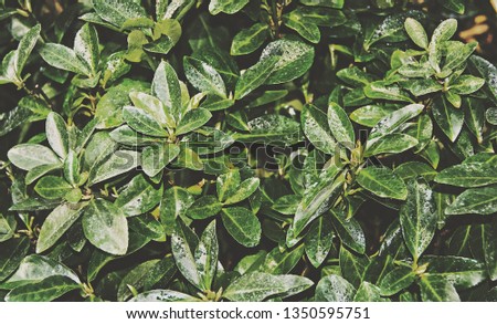 Matte. Green leaves backdrop. Foliage. Top view. Nature background. Close up.   
