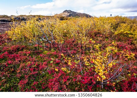 Thingvellir National Park grass shrubs vibrant red and yellow autumn plants during day landscape meadow volcanic rocky field rocks with nobody in Iceland Golden circle