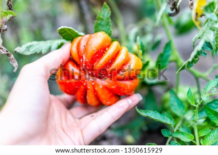 Macro closeup of hand holding picking large ripe orange red ripe heirloom colorful tomato hanging growing on plant vine in garden leaves
