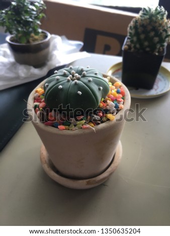 Cactus Echinocereus rigidissimus