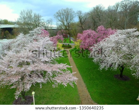 The aerial view of beautiful flowers of cherry blossom and magnolia trees near Brandywine Park, Wilmington, Delaware, U.S.A