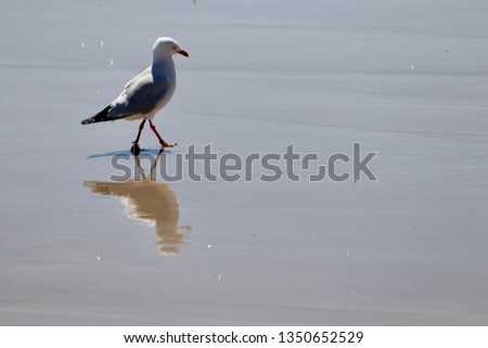 Seagull walking and its reflection on shiny glassy ocean beach, minimalism background with room for text copy space, reflective, motivational, travel and wildlife concepts, South Australia