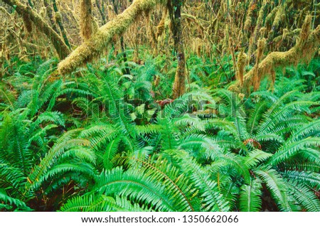 Mossy trees and ferns in the Hoh Rain Forest. Olympic National Park, Washington. 