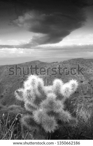 Sunset and cholla cactus in the Santa Rosa mountains above Palm Springs, California. 