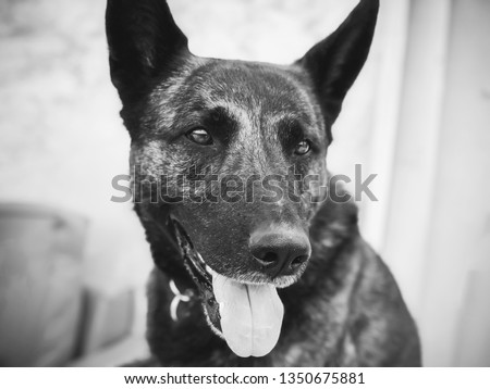 Black German shepherd portrait close up shot.