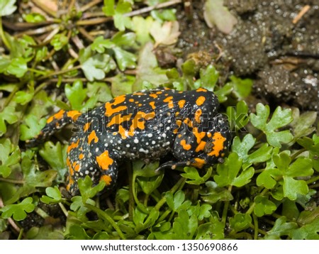 fire bellied toad
