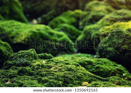 Beautiful Bright Green moss grown up cover the rough stones and on the floor in the forest. Show with macro view. Rocks full of the moss texture in nature for wallpaper. Royalty-Free Stock Photo #1350692165
