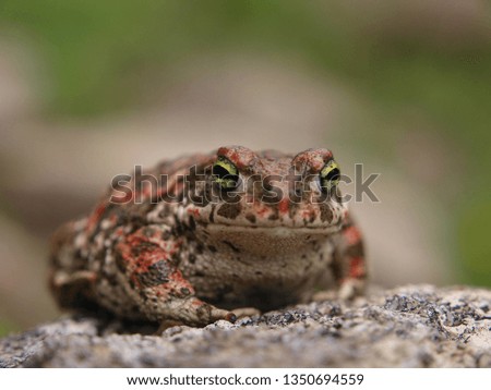 natterjack, running toad