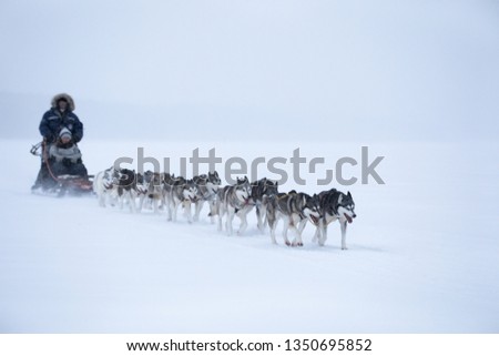 Husky dogs pulling a sleigh in snow in winter