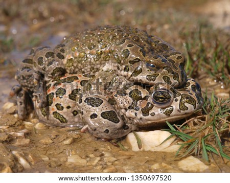 green toad, bufotes