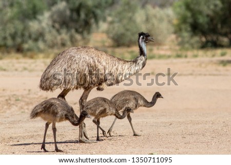 Emu Large Australian Bird Royalty-Free Stock Photo #1350711095