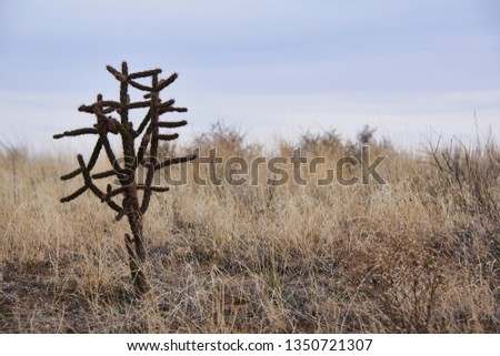 Southwest Desert Landscape