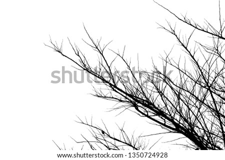 Dry twigs on the white sky background.