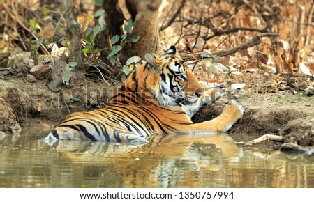 Tiger image taken during safari in India at Panna National Park. Scientific name Panthera Tigris tigris Royalty-Free Stock Photo #1350757994