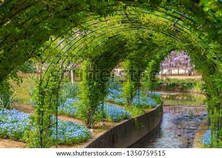 Flower park, green vine tunnel.